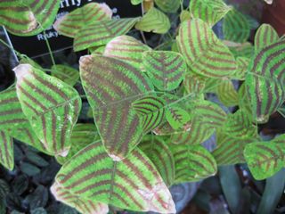 File:320px-IMG 0971 bbg09.jpg