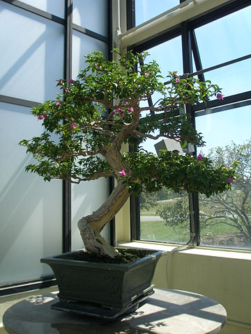 File:360px-Bougainvillea Bonsai.jpg