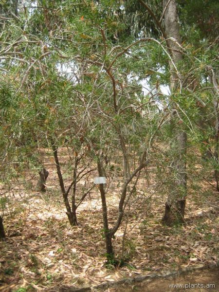 File:450px-Callistemon salignus-IMG 3174 lokrun.jpg
