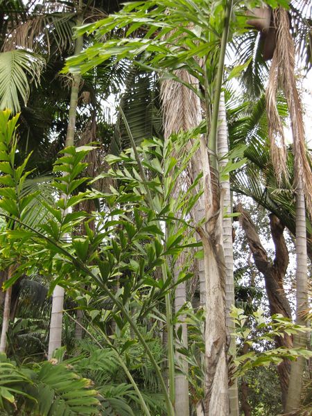 File:450px-IMG 3892 hunt0904.jpg