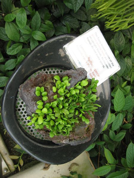 File:450px-IMG 7540 hunt09jun.jpg