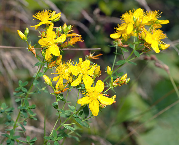 File:593px-Hypericum pulchrum - top (aka).jpg