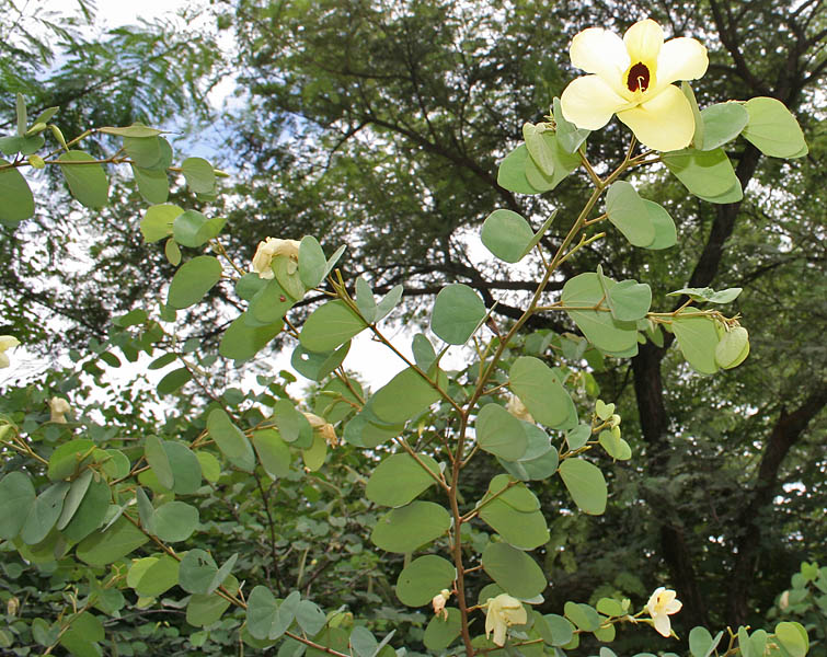 File:Bauhinia tomentosa (Camel foot tree) in Hyderabad, AP W IMG 9480.jpg