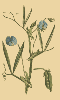 Lathyrus sativus