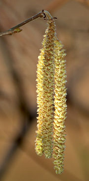 File:180px-Hazel Catkins aka.jpg