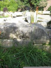 File:180px-Kniphofia thompsonii-red hot poker-IMG 7461 sfbg0308.jpg