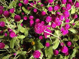 File:320px-Gomphrena globosa.jpg