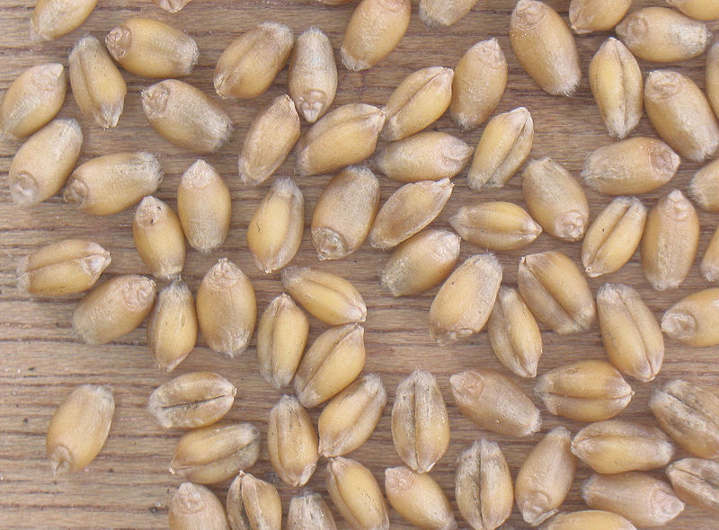 File:800px-Tarwe korrels Triticum aestivum.jpg
