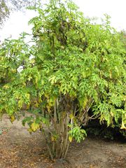 File:180px-IMG 4986 hunt0904.jpg