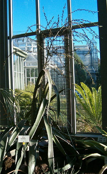 File:368px-Puya hofstenii HabitusInflorescence BotGardBln0906a.jpg