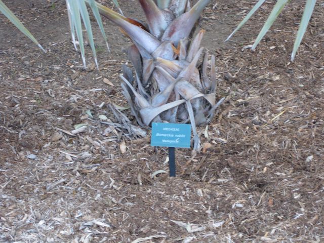 File:640px-IMG 2708 ucla09.jpg