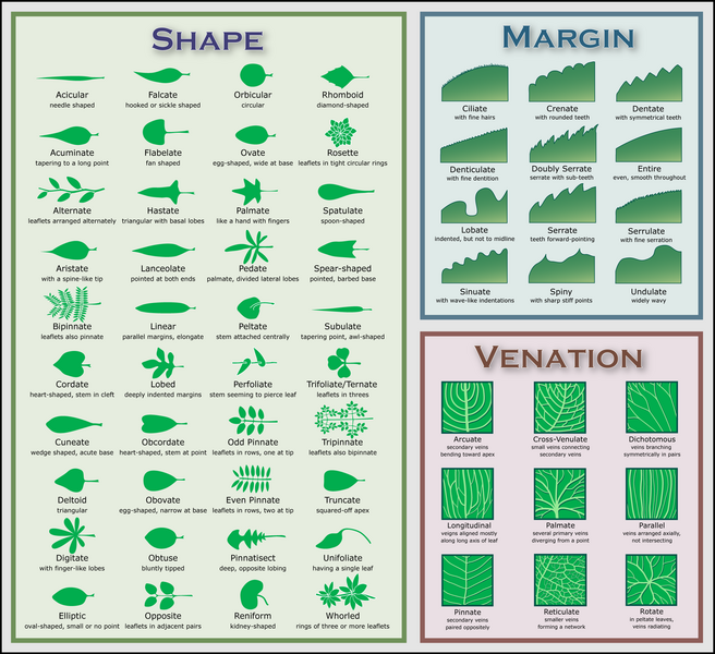 Chart illustrating some leaf morphology terms