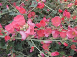 File:320px-IMG 4414 hunt0904.jpg