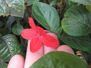 File:320px-IMG 5034 hunt0904.jpg