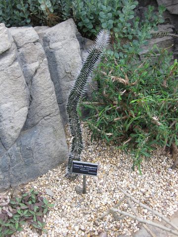 File:360px-IMG 1251 bbg09.jpg