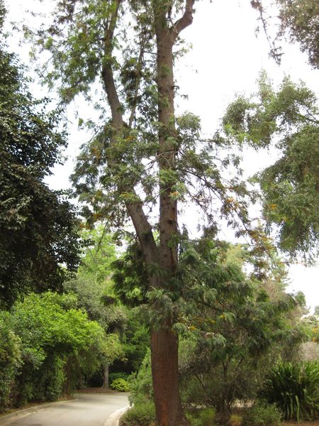 File:450px-IMG 7294 hunt09jun.jpg