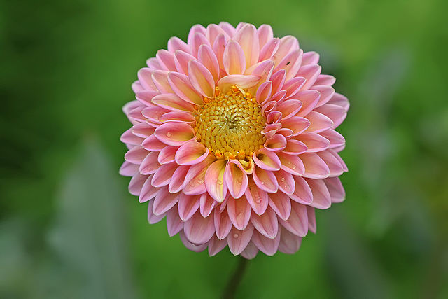 File:640px-Dahlia x hybrida.jpg