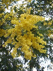 File:180px-Acacia dealbata-1.jpg