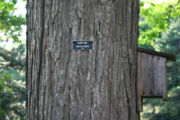 File:180px-Bark black oak 8771.jpg