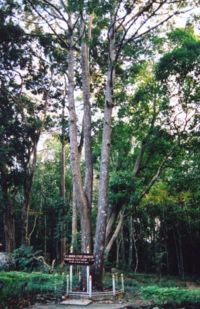 File:200px-Shorea roxburghii.jpg