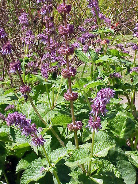 File:450px-Salvia hians0-1-.jpg