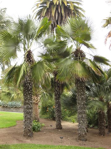 File:360px-IMG 3992 hunt0904.jpg