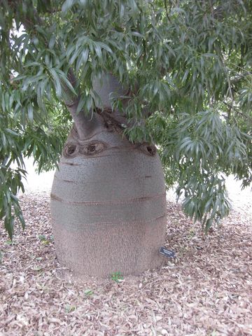 File:360px-IMG 4884 hunt0904.jpg