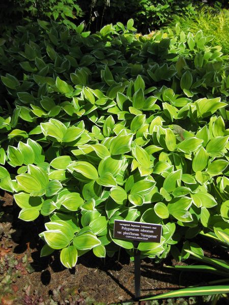 File:450px-IMG 0129 nybg09.jpg