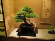File:180px-Bonsai IMG 6412.jpg