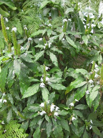 File:360px-IMG 7571 hunt09jun.jpg