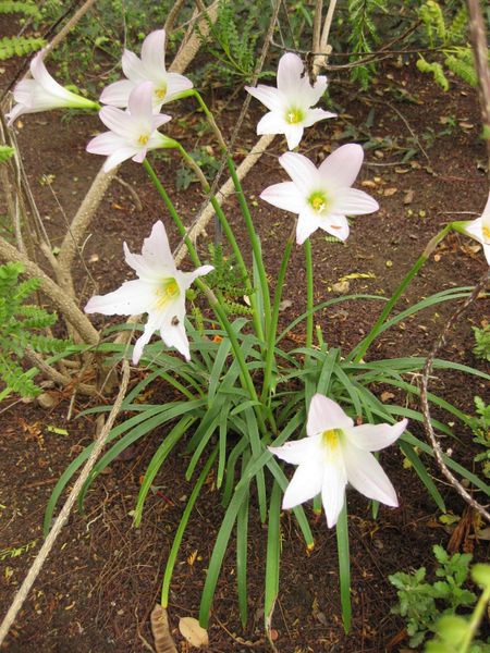 File:450px-IMG 7061 hunt09jun.jpg