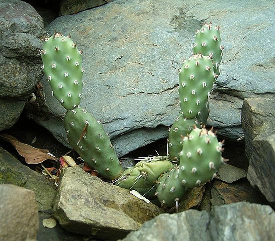 File:549px-Opuntia pinkavae ies.jpg