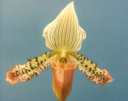 File:180px-Paphiopedilum-argus.jpg