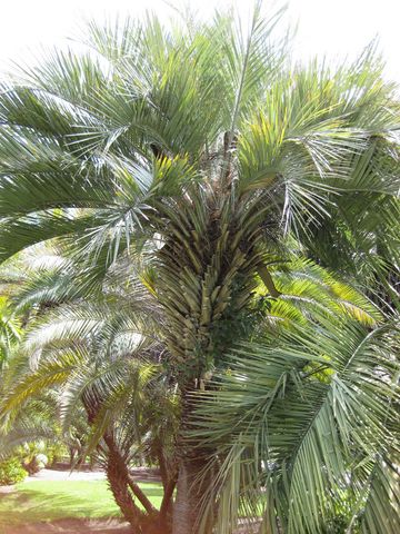 File:360px-IMG 4156 hunt0904.jpg