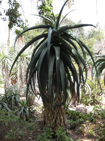 File:360px-IMG 4335 hunt0904.jpg