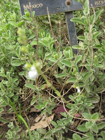 File:360px-IMG 5088 hunt0904.jpg