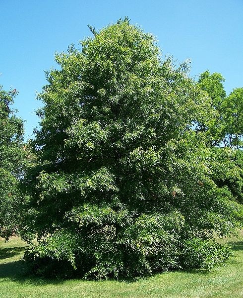 File:490px-Pin oak quercus palustris.jpg