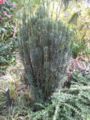 File:90px-Cephalotaxus harringtonia-IMG 7437 sfbg0308.jpg