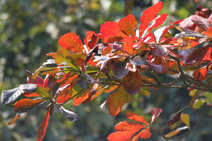 File:Desi Badam (Terminalia catappa) leaves before falling in Kolkata W IMG 3245.jpg