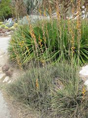 File:180px-IMG 7405 hunt09jun.jpg