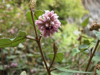 File:320px-IMG 4591 hunt0904.jpg