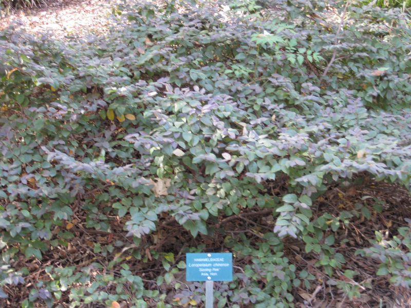 File:800px-IMG 2436 ucla09.jpg