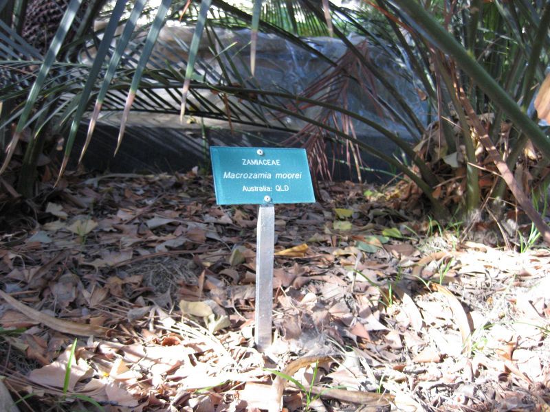 File:800px-IMG 2439 ucla09.jpg