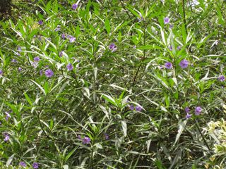 File:320px-IMG 7341 hunt09jun.jpg