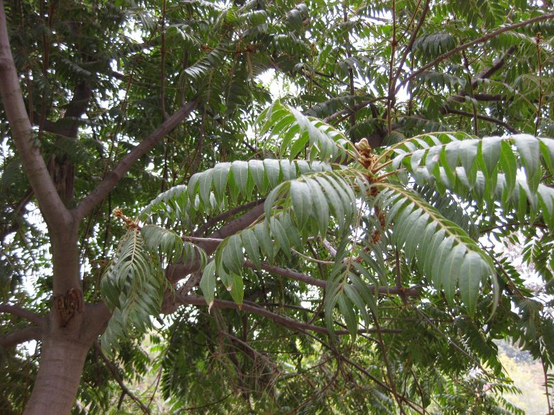 File:800px-IMG 4841 hunt0904.jpg