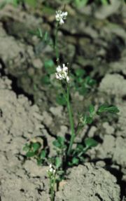 File:180px-Cardamine hirsuta eF.jpg