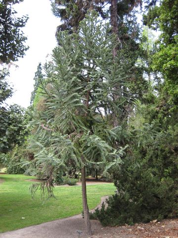 File:360px-IMG 4465 hunt0904.jpg