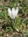 File:90px-Crocus verns albiflorus.jpg