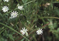 File:120px-Stellaria graminea eF.jpeg