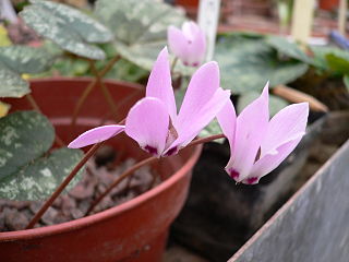 File:320px-Cyclamen libanoticum Eliot Hodgkin.jpg